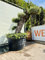 Tropictrees - Olivenbaum Pon Pon - Olea Europea - Bonsai - Oliven - Winterhart A+