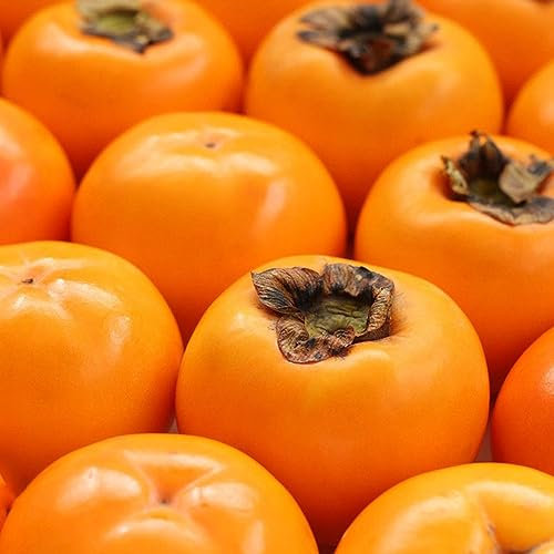 10 pcs kakibaum winterhart kaufen - kaki baum pflanze - sapote frucht, winterharte pflanzen für garten (Diospyros kaki) seltene pflanzen - bonsai samen gartenpflanzen winterhart