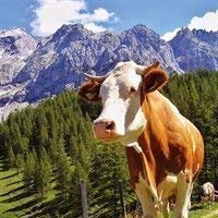 Ambiente Serviette Motiv : Alpen Kuh - 20 Servietten pro Packung, 33x33 cm