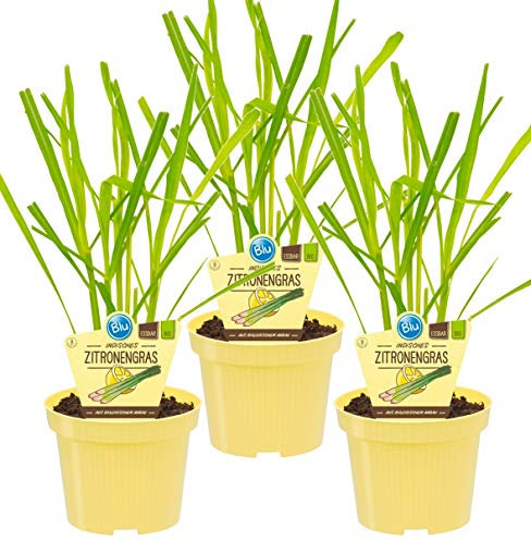 Bio Zitronengras (Cymbopogon citratus), Kräuter Pflanzen aus nachhaltigem Anbau, (3 Pflanzen im Set)