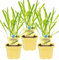 Bio Zitronengras (Cymbopogon citratus), Kräuter Pflanzen aus nachhaltigem Anbau, (3 Pflanzen im Set)