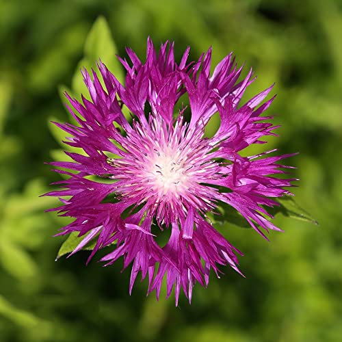 Kornblumen Samen 500 Lila Blumensamen Blumenwiese Samen Balkonpflanzen Kornblume FrüHlingsblumen Gartenpflanzen Bodendecker Samen Winterhart Schnittblumen Samen