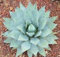 Agave parryi VAR COUSEI Hardy Esotico Succulente Aloe Rare Sementi delle piante 100 semi