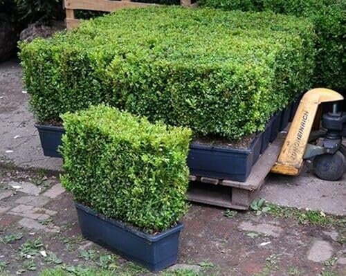Boxtrees Nursery Buxus sempervirens (Common Box) Instant Hedging Trough, 50cm Long