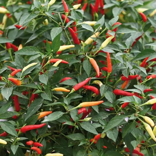 Perfect Plants - Chilli Plant Basket of Fire in 3 x 9cm Pots