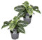 Plant in a Box - Aphelandra squarrosa 'Zebra Pflanze' - Zimmerpflanze - Tropisch - Spezielle Blattstruktur - 2er Set - Topf 13cm - Höhe 25-45cm