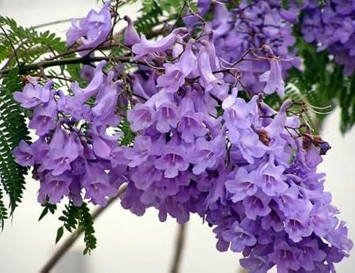 100 graines de fleurs de jacaranda violettes