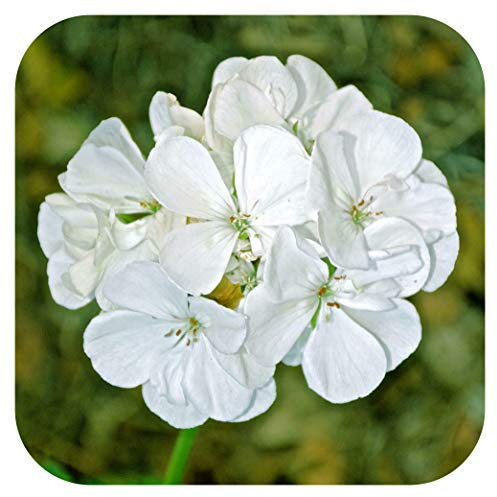 Geranium Horizon F1 White Pelargonium Plug Plants x 12