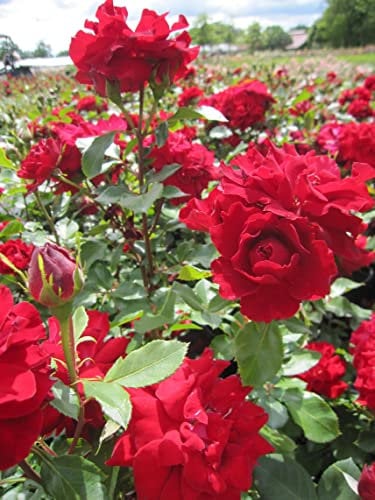 Rosa Happy Wanderer ® - Beetrose - Floribunda Rose - McGredy Rose - ADR Rose