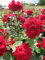 Rosa Happy Wanderer ® - Beetrose - Floribunda Rose - McGredy Rose - ADR Rose