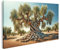islandburner Prime Bild auf Leinwand Alter Olivenbaum medizinisches Setting Bilder Wandbilder Poster