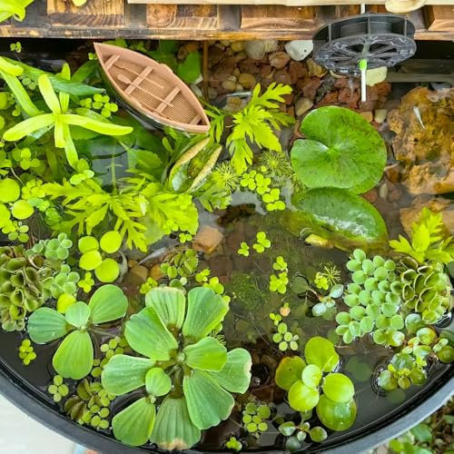 800 piezas Semillas de estanque de lenteja de agua - plantas de estanque flotantes Lenteja de agua - Lemna minor - hierbas cobertura del suelo semillas resistentes semillas hierbas