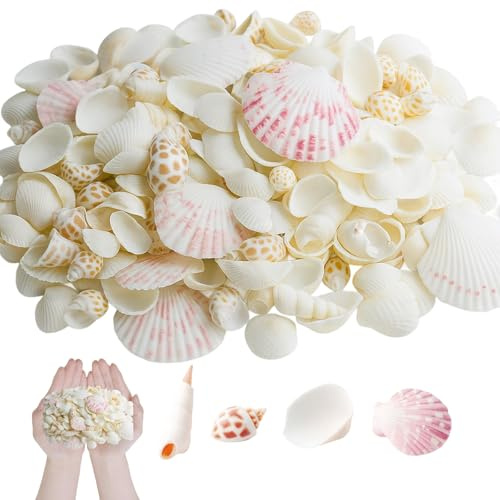 YceLon Muscheln Zum Basteln, 250g Natürliche Muscheln Deko Kleine Muscheln Für DIY Kunsthandwerk, Hochzeitsdeko, Aquarium Gestaltung, Mischung Aus Verschiedenen Muschelarten, 2-5 cm Größe