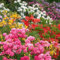 GardenersDream 6 x Mixed Rhododendron Plants in Pots - Outdoor Garden Ready Flowering Shrubs - Healthy Potted Outdoor Plants for Gardens and Borders (15-25 cm incl. 9 cm Pot)