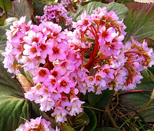 BERGENIA HEARTLEAF PIGSQUEAK Bergenia Cordifolia - 100 semillas a granel (DTA)