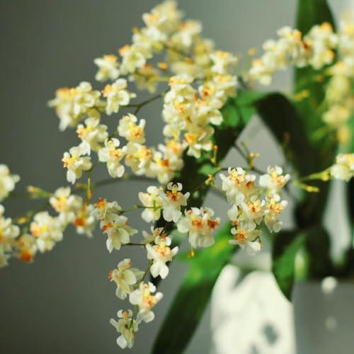 50 Pc Semi Di Orchidea Oncidium - Piante Rare, Decorazione Del Soggiorno (Oncidium Ibrido) Decorazione Autunnale, Piante Esotiche Resistenti Piante Rustiche Per Balcone, Piante Rustiche