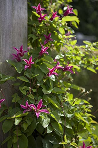 Clematis 'Princess Diana' 60-100 cm Topf Clematis texensis winterhart | Kletternd 200-300 cm, rosa Blüten Juli bis September, sonnig bis halbschattig, Rankgerüst und Pergola, winterhart bis -20 °C