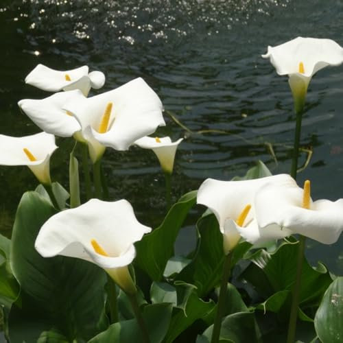 Calla-Lilie - Kältebeständig und leicht zu züchten/Ausgewählte Zwiebeln, mehrere Farben erhältlich/Reinigen die Luft,-10 Zwiebeln-F