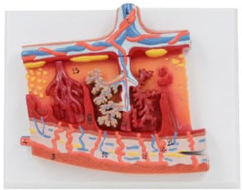 Anatomisches Fetales Membran Plazenta Modell Für Die Kommunikation Zwischen Arzt Und Patient. Plazenta Anatomiemodell Für Studentisches Embryonales Fruchtwasser Nabelschnurblutgewebe