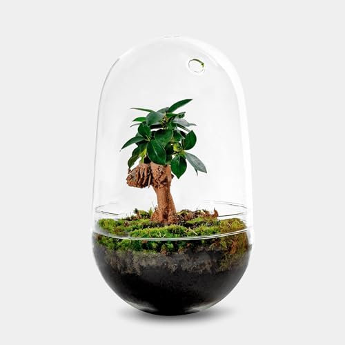 Egg L Ficus Bonsai - Eiform-Flaschengarten mit Ficus Ginseng - Elegantes Glasgehäuse für pflegeleichte natürliche Schönheit