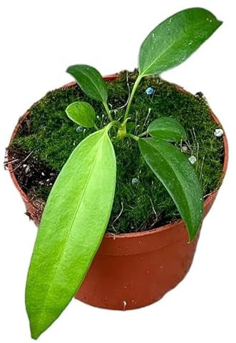 Anthurium Wendlingeri - Flamingoblume - Zimmerpflanze - Ø10,5cm - ↑15cm