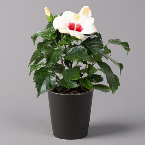 Hibiskus, weiß, mit Keramiktopf Dallas anthrazit, Topf-Ø 13 cm, Höhe 35 cm