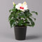 Hibiskus, weiß, mit Keramiktopf Dallas anthrazit, Topf-Ø 13 cm, Höhe 35 cm