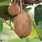 Kiwi Jenny | Actinidia Kiwi Pflanze | Kiwi Obst Pflanzen für den Garten im Freien bereit
