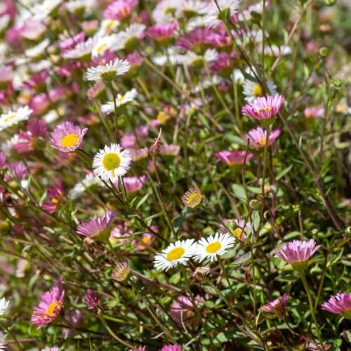 Semi di margherita spagnola, semi di Erigeron karvinskiano, perenni 550pcs