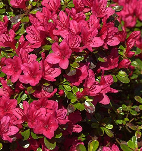Japanische Azalee Hino Crimson 50-60cm - Rhododendron obtusum - Zwerg Alpenrose - Gartenpflanze