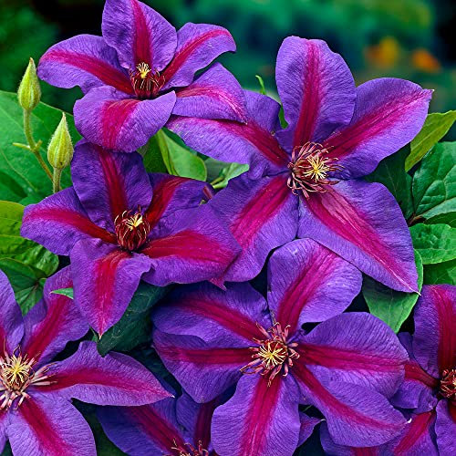 Clematis Mrs N. Thompson | Deciduous Flowering Climber | Outdoor Pot Plant | (60-80cm Incl. Pot)