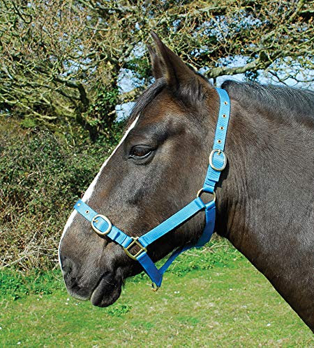 Rhinegold 0 Nylon Headcollar-Cob-Turquoise Halfter, türkis