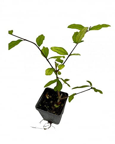 Pianta Melograno da Fiore - Dimensione Vaso Vaso 7cm