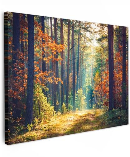 MuchoWow© Leinwand Bilder 70x50 cm Wanddeko Wohnzimmer Aesthetic Room Decor Deko Zimmer Wandbilder Modern Fotogeschenke Wald - Sonne - Natur - Herbst