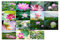 30 Stück 1 Set Reise-Postkarten Landschaft Postkarten Geschenk Blanko Postkarten (Lotus Flower)