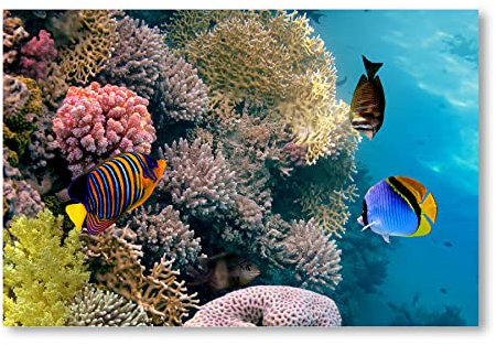 Postereck - 0772 - Korallenriff, Tauchen Fische Meer Natur Wasser - Wandposter Fotoposter Bilder Wandbild Wandbilder - Leinwand - 40,0 cm x 30,0 cm