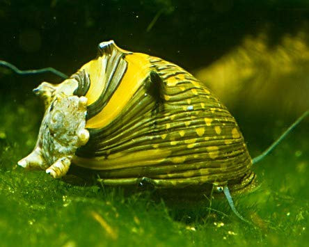 Geweihschnecken Mix - bunt - Aquarium Schnecken - Algenvernichter Aquarium Algenbekämpfung, Menge:6 STK.
