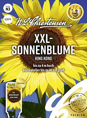 XXL- Sonnenblume King Kong, bis zu 4 m hoch, bienenfreundlich Samen
