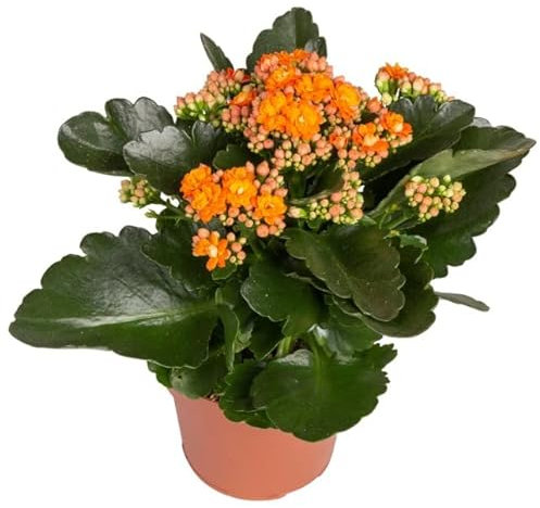 Planta Suculenta Natural con Flores - Kalanchoe Calandiva