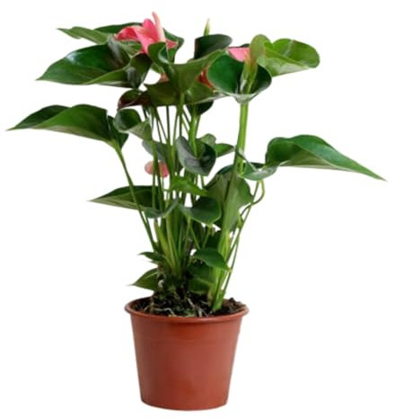 Verdecora Anthurium Colores | Anturio | Planta natural de interior con flor en maceta de Ø12cm | 1 unidad Color aleatorio | Planta tropical exótica purificadora del aire