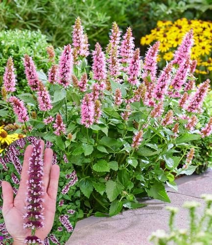 BALDUR Garten 2x Agastache 'Beelicious® Pink', Pflanzen im 9x9 cm-Topf | pflegeleichter Dauerblüher, kompakter Wuchs, dekorativ im Gartenbeet und im Kübel, duftend, mehrjährig und winterhart