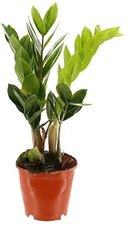Planta ZZ Natural Decora con Estilo y Comodidad el Hogar