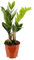 Planta ZZ Natural Decora con Estilo y Comodidad el Hogar