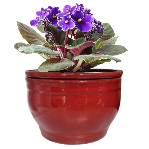 Dphagesy African Violet Pots Self Watering Round Ceramic Violet Pot (red, 6 inch)