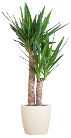 Yucca elephantipes avec cache-pot blanc - 80-90cm - Ø21cm - Plante d'intérieur - Vert persistant