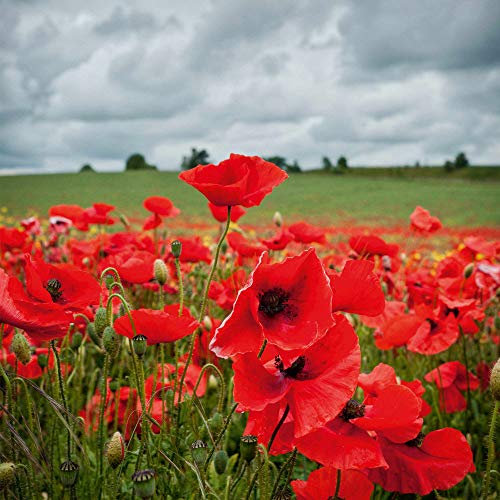 Suttons Poppy Seeds Field Poppy (rhoeas) Papaver Flanders Flower Seeds, Approx. 2,800 Seeds per Pack, Grow Your own Poppies from Seed, Ideal for Containers, Beds and Borders,