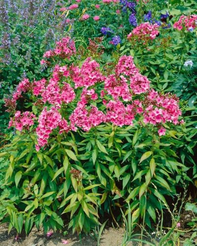 Flammenblume 'Windsor' im Topf Phlox paniculata winterhart duftend | Aufrecht, buschig, 80-120 cm hoch, purpurrote Blüten Juli bis September, sonnig bis halbschattig, Beet und Schnittblume