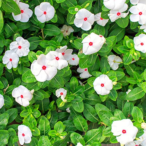Madagaskar Immergrün Bodendecker Samen - Balkonpflanze Bienenweide Saatgut Samen Nachhaltiges Geschenk Gartenpflanze Exotische Zimmerpflanzen blumensamen 200 Stück