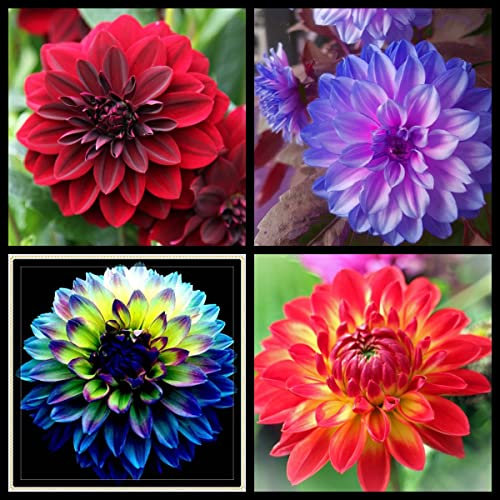 Dahlien knollen mix Dahlien knollen winterhart,Dahlienzwiebeln Winterharte Stauden Geeignet für die Gartenbepflanzung, sehr dekorativ-10zwiebeln-I