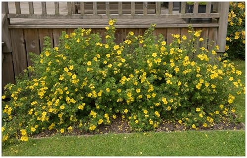Stauden Gänge 25 x Potentilla fruticosa 'Kobold' Gelber Fingerstrauch | Gelbe Heckenpflanze für Sonne bis Halbschatten, Blüte Ende, mehrjährig, schnittverträglich, 9x9 cm Topf